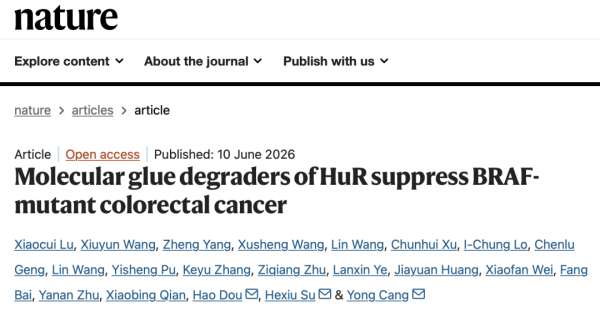 在线配资软件 Nature：上海科技大学仓勇团队开发新型分子胶降解剂，突破不可成药难题，治疗结直肠癌